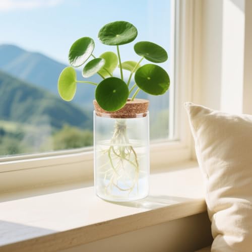 PINGEUI 6 PCS Glass Planter Vase, Plant Propagation Terrarium with Cork Lid, Plant Propagation Jars for Succulents, Herbs