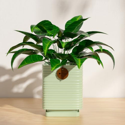 5.9 Inch Light Green Ceramic Planter with Drainage and Saucer - color: Light Green, size: Medium