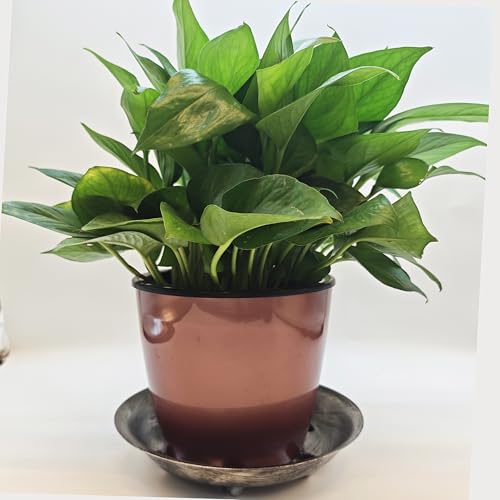 4 Pack 6 inch Sturdy Hand Painted Bronze Plastic Plant Saucer - color: Bronze, size: 6 inch