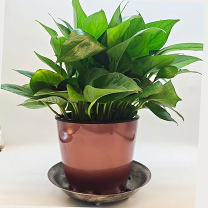 4 Pack 6 inch Sturdy Hand Painted Bronze Plastic Plant Saucer - color: Bronze, size: 6 inch