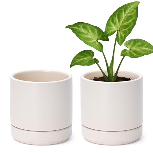 D'vine Dev 2-Pack Ceramic Pots with Saucers, Oatmeal, 4.7 in, 94-V-B-8 - color: Oatmeal, size: 4.7 Inch