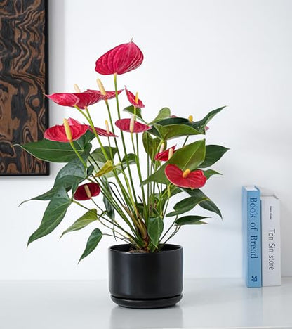 Flower Pots,Ceramic Pots with Drainage Holes & Saucer Set of 3(Matte Black) - color: Matte Black