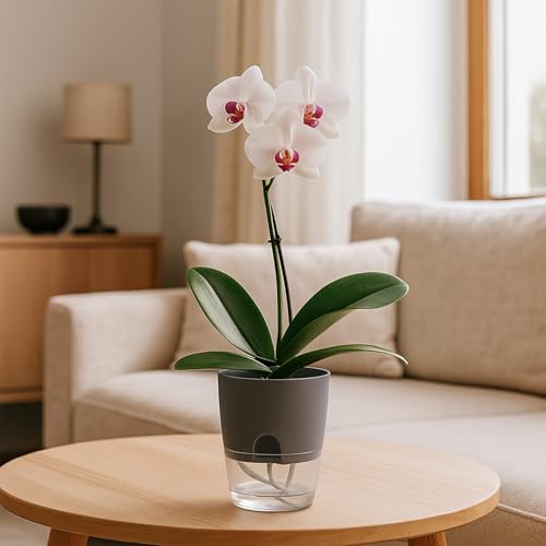 Planterhoma 8 Pack Self Watering Pots for Indoor Plants, 4 Inch Plant Pot Plastic Self Watering Planter for Orchid, African Violet, Small Clear Flower Pots with Drainage Holes and Wicking Rope, Grey - color: Gray, size: 4 In - 8 Packs