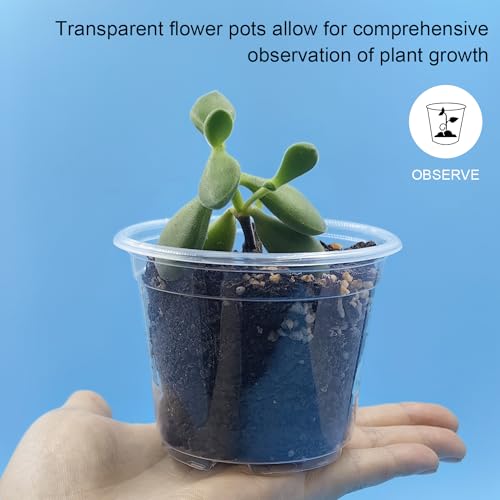 RooTrimmer Clear Seedling pots 100-Pack 3.2 Inches Round for Seeds Starter Pots, Seeds Germination Transparent Clean Pots with Drainage Holes(100 Pcs, 3.14Inch) - size: 3.2Inch 100P