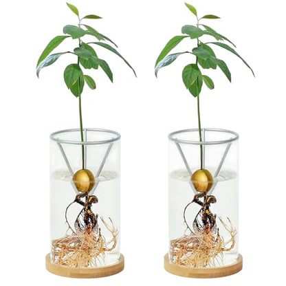 Bylion 2 Pack Avocado Growing Kits Avocado Seed Starter - color: Silver