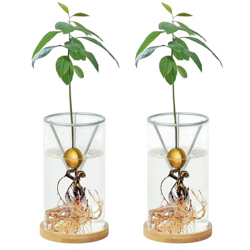 Bylion 2 Pack Avocado Growing Kits Avocado Seed Starter - color: Silver