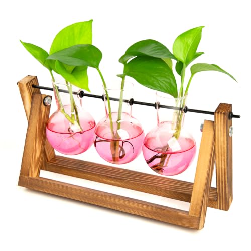 XXXFLOWER Plant Terrarium Kit with Wooden Stand 3 Gradient Pink Bulb Vases - color: Pink