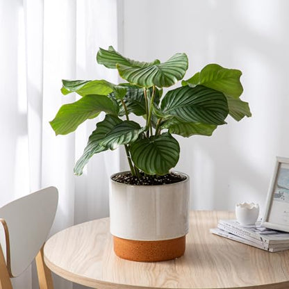 8 Inch Ceramic Self Watering Planter with Drainage Hole, Grey - color: Gray, size: Medium