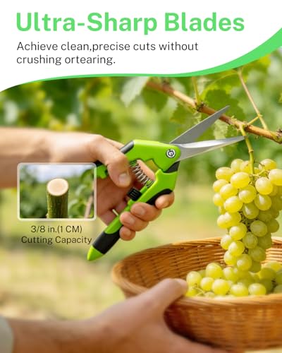 2-Pack Pruning Scissors, 6.5 Inch Stainless Steel Gardening Shears for Flower Trimming, Plant Harvesting & Bonsai Clippers with Non-Slip Handles & Safety Lock（green） - color: Green