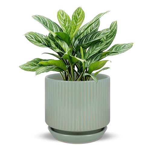 Ceramic-5-inch-Flower-Pots-with-Saucer, Small Planters for Indoor Plants with Drainage Hole, White Textured Vertical Stripe Plant Pots for Home Decor, Garden Pot For Succulent Cactus Mint Basil Herb - color: Green, size: 5.1 inch