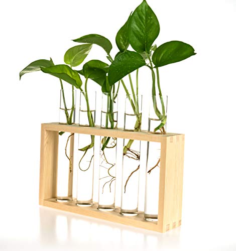 Wooden Propagation Station with 5 Glass Test Tubes, Tabletop Glass Terrarium Holder for Plant Cuttings Hydroponics, Home Office Desk Decor Gift for Women Mom Plant Lovers, Beige - color: Beige, size: 5 Test Tube