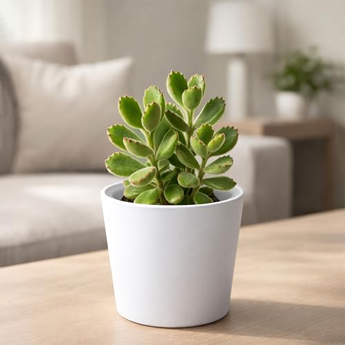 Phoenix Vine 4.5 Inch White Plastic Cachepot with Clear Nursery Pot, Decorative Lightweight Planter Cover with Transparent Inner Pot for Indoor Houseplants, Pack of 8, 24-B-D-8 - color: Matte White, size: 4.5" (8 Pack)