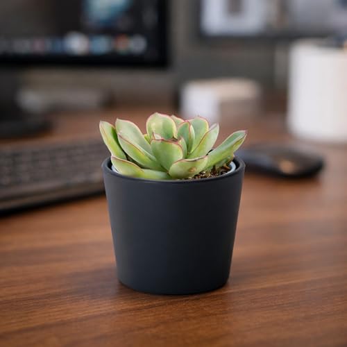 Phoenix Vine 3.5 Inch Black Plastic Cachepot with Clear Nursery Pot, Decorative Lightweight Planter Cover with Transparent Inner Pot for Indoor Houseplants, Pack of 8, 24-A-E-8 - color: Matte Black, size: 3.5" (8 Pack)