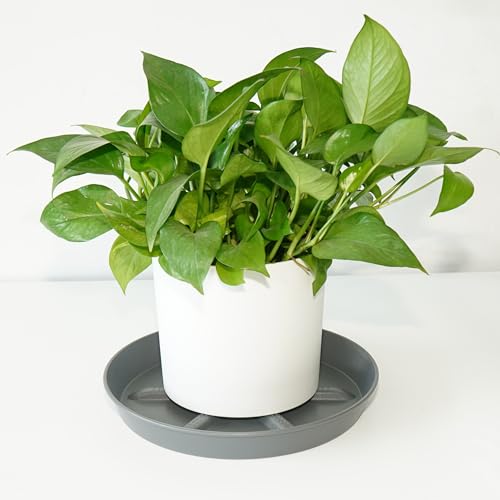 NIMYAU Plant Saucer 12 inch 2 Pack Deep Drainage Plant Saucers – Raised Middle Platform, Heavy Duty Thick Plastic Round Drip Tray - color: Gray, size: 12" (2-Pack)