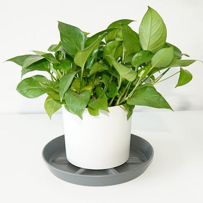 NIMYAU Plant Saucer 12 inch 2 Pack Deep Drainage Plant Saucers – Raised Middle Platform, Heavy Duty Thick Plastic Round Drip Tray - color: Gray, size: 12" (2-Pack)