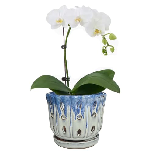 Ceramic Orchid Pot with Drainage Hole 6'' Orchid Planter (Blue Cover White) - color: Blue Over Cream