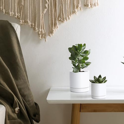 D'vine Dev 2-Pack Ceramic Pots & Saucers, White, 3.5/4.7 in, 94-G-XS-1 - color: White, size: X-Small