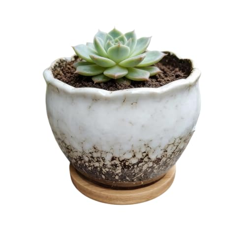 Cute 3.9 Inch Ceramic Home Garden Decoration Succulent Cactus Flower Pots Container -Plant Not Included，White - color: White