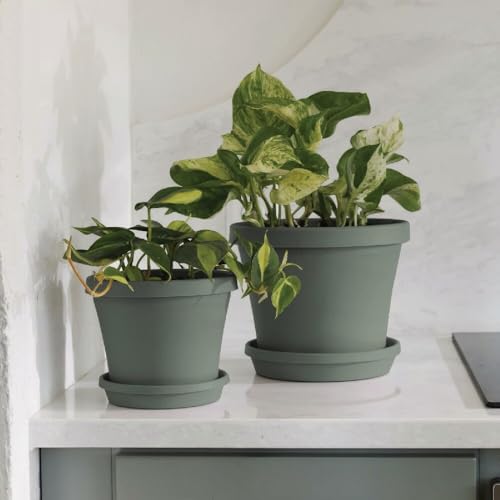 Bloem 8" Terra Round Plant Saucer, Lightweight UV-Resistant Resin Outdoor & Indoor Flower Pot Tray - Traditional Design and Durable for Garden and Home Décor - Fits 8-inch Planter Pots, Basil Green - color: Basil, size: 8"