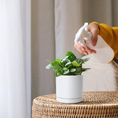 D'vine Dev 2-Pack Ceramic Pots with Saucers, White, 3.5 in, 94-V-A-1 - color: White, size: 3.5 Inch