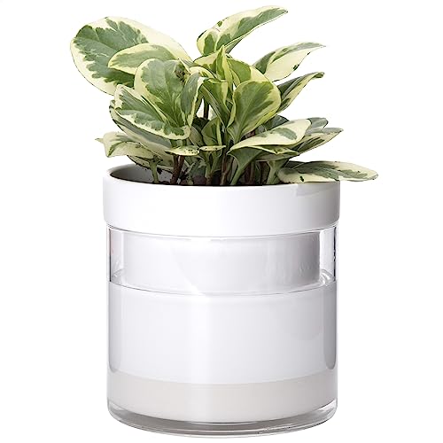 Phoenix Vine 6 Inch Self Watering Planter, White Terracotta Clay Pot with Glass Reservoir for Indoor Plants, Herbs, Flowers, Set of 1, 52-B-F-1 - color: White, size: 6" (1 Pack)