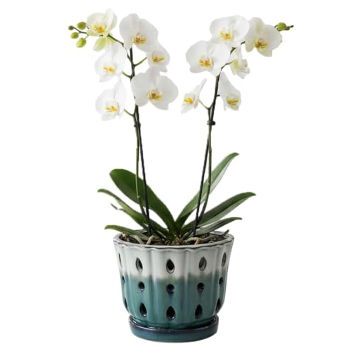Ceramic Orchid Pot with Holes 6'' Orchid Planter (cream over turquoise) - color: Cream Over Turquoise