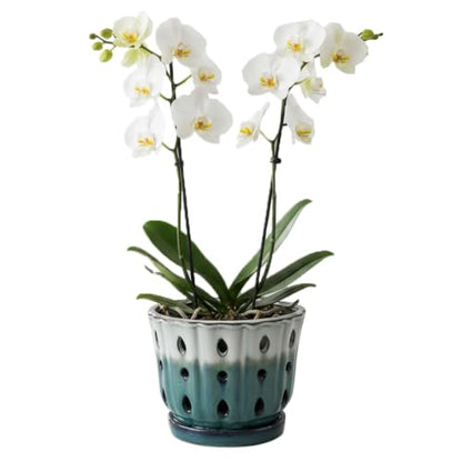 Ceramic Orchid Pot with Holes 6'' Orchid Planter (cream over turquoise) - color: Cream Over Turquoise