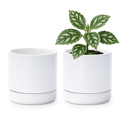 D'vine Dev 2-Pack Ceramic Pots with Saucers, White, 4.7 in, 94-V-B-1 - color: White, size: 4.7 Inch