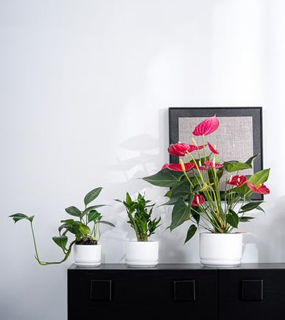 White Plant Pots,Ceramic Flower Pots Set of 3 with Drainage Holes(Matte) - color: Matte White
