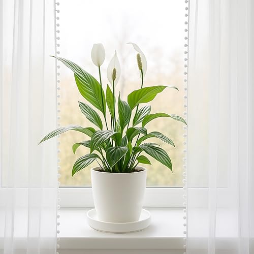 D'vine Dev Ceramic Plant Saucer/Drainage Tray, 7.1 in, White, 97-T-A-3 - color: White, size: 7.1" (1 Pack)