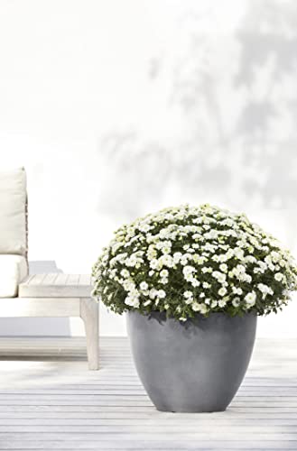 Ecopots Antwerp Round Tapered Flower Planter, Grey, 12" - color: Gray, size: 12"