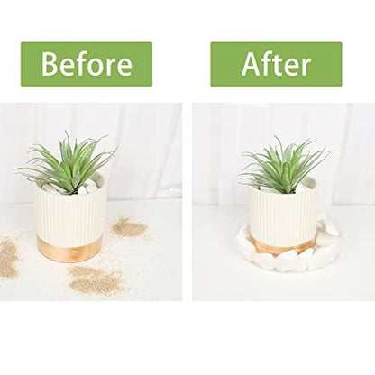 Plant Saucer 6 Pack of 6 inch, Plant Trays for Pots, Plant Drip Trays Saucers - color: Clear, size: 6"(6Pack)