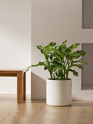 LE TAUCI 12 Inch Pot for Plants, Ceramic Indoor Planter, White - color: White