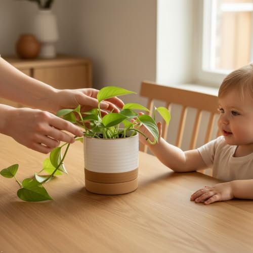 HASENSE 6 Inch Indoor Plant Pot, Ceramic Flower Planter with Drainage Hole and Saucer, Modern Pots for Plant with Two-Tone Design, Perfect for Wedding Birthday Gift, White-Brown - color: White & Terracotta, size: 6 Inch (Standard, 1 pcs)
