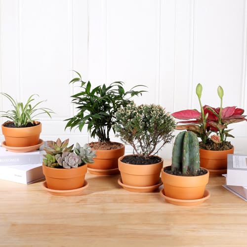 INGOFIN 5 Inch Terracotta Shallow Pots Set with Saucer - Ceramic Clay Pots with Drainage Hole, Terra Cotta for Plants for Indoor Outdoor Plants, Set of 6 - size: Shallow 5 inch-6 pcs