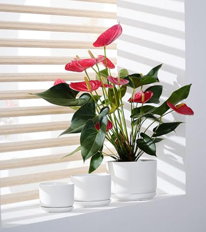 White Plant Pots,Ceramic Flower Pots Set of 3 with Drainage Holes(Matte) - color: Matte White