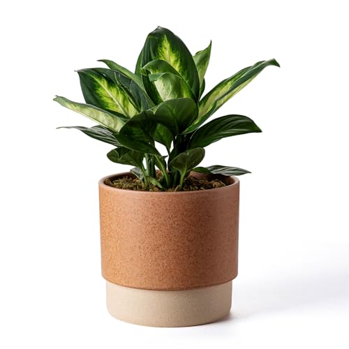 8 Inch Ceramic Self Watering Planter with Drainage Hole Terracotta - color: Terracotta, size: Medium