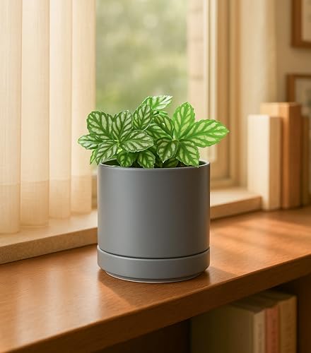 D'vine Dev 2-Pack Ceramic Pots with Saucers, Grey, 4.7 in, 94-V-B-3 - color: Gray, size: 4.7 Inch