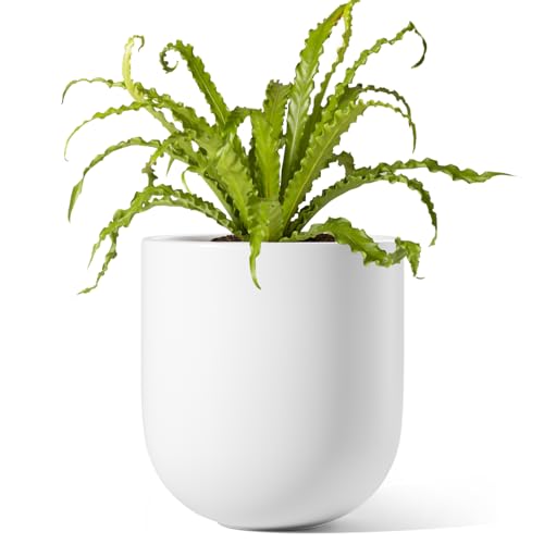 LE TAUCI 6 Inch Ceramic Plant Pot, Small Indoor Planter, White - color: White, size: 6”