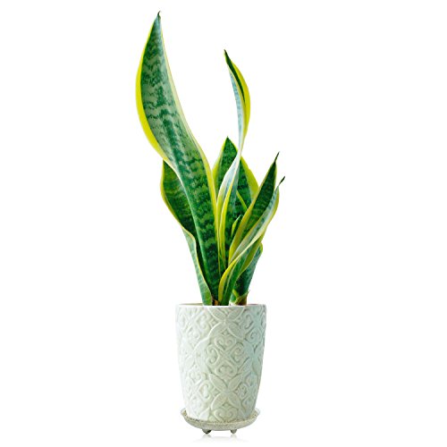 Idyllize 5 Pieces of 12 inch, Clear Thick Plastic Heavy Duty Sturdy Plant Saucer Drip Trays for pots (12") - size: 12"