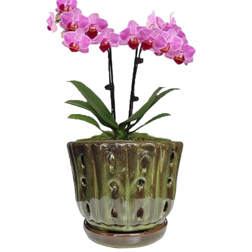 Ceramic Orchid Pots with Drainage Hole 6'' (mossgreen) - color: Mossgreen