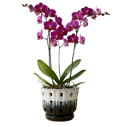 Ceramic Orchid Pot with Hole 6'' Orchid Planter (Cream Over Black) - color: Cream Over Black