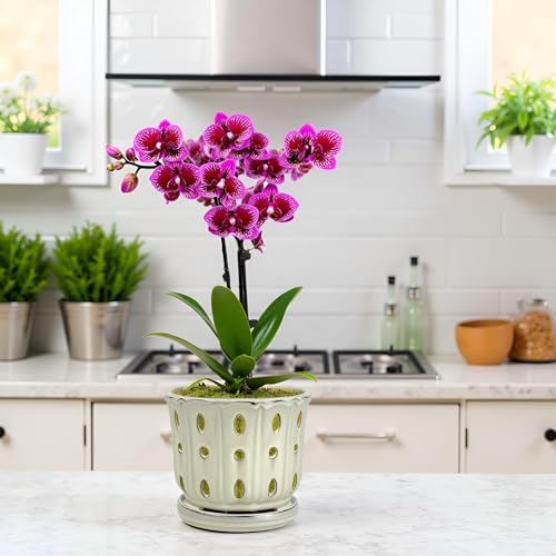 Ceramic Orchid Pot With Attached Saucer and Drainage Hole 6'' (Cream) - color: Cream