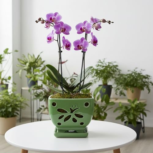 Orchid Pots with Holes Ceramic Orchid Planter Pots Square 5.5 inch (Green) - color: Green
