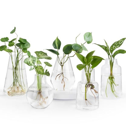 Mkono Propagation Vases 5 Glass Jars Station for Hydroponic Plants, Clear - color: Clear
