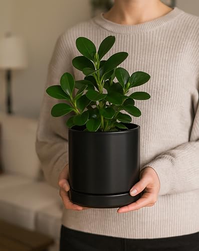D'vine Dev 2-Pack Ceramic Pots with Saucers, Black, 6.5 in, 94-V-C-2 - color: Black, size: 6 Inch