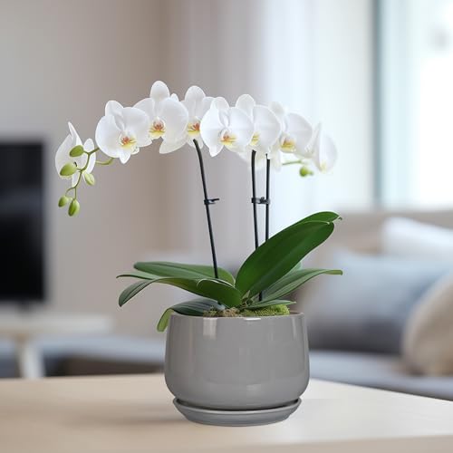 G EPGardening Ceramic Pot for Plants, 6 Inch, Gray - color: Gray, size: 5 Inch