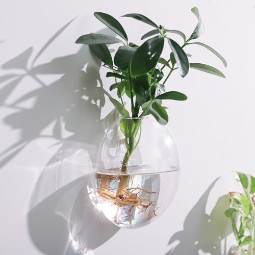 Wall Propagation Planter 6 Pack Glass Wall Planter Oblate Hanging Terrarium