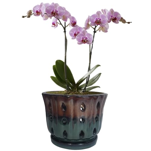 Ceramic Orchid Pot 6'' Orchid Planter (Brown Over Turquoise) - color: Brown Over Turquoise