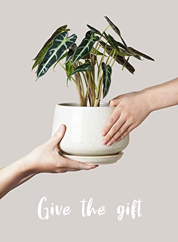 LE TAUCI Plant Pots, 4.1+5.1+6.5 inch, Set of 3, Reactive Glaze Beige - color: Reactive Glaze Beige